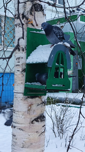 Поможем птицам зимой