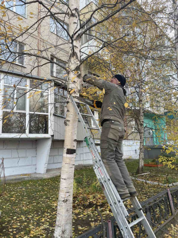 Выполнили санитарную обрезку веток