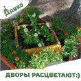Дворы расцветают!